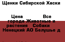 Щенки Сибирской Хаски › Цена ­ 20 000 - Все города Животные и растения » Собаки   . Ненецкий АО,Белушье д.